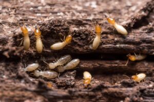 Quer saber se tem cupim no local? Confira os sinais de infestação